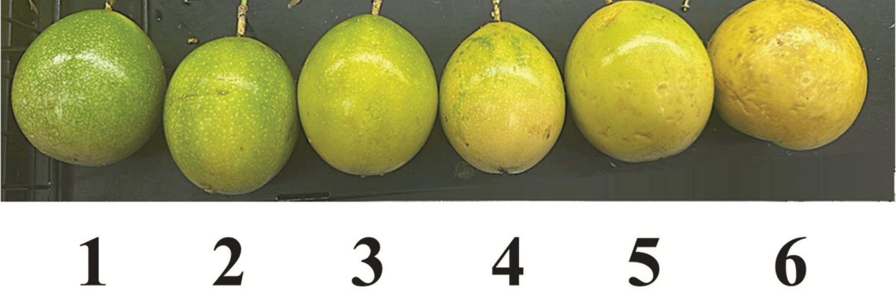 El estudio demuestra que esta tecnología de alimentos en Ecuador mantiene la capacidad antioxidante