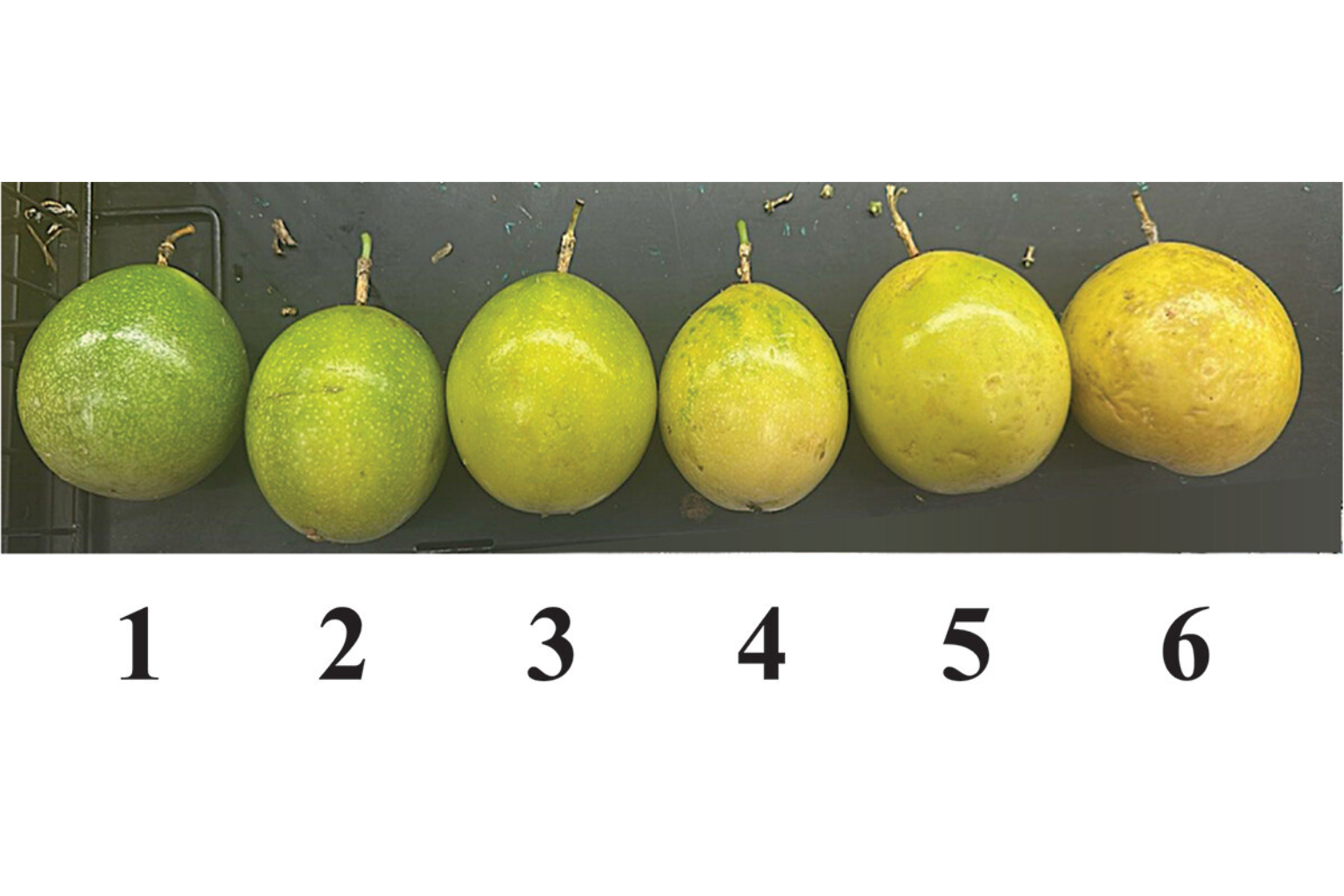 Pulpa de maracuyá más saludable: ultracongelación con nitrógeno líquido permite alimentos con etiqueta limpia en Ecuador